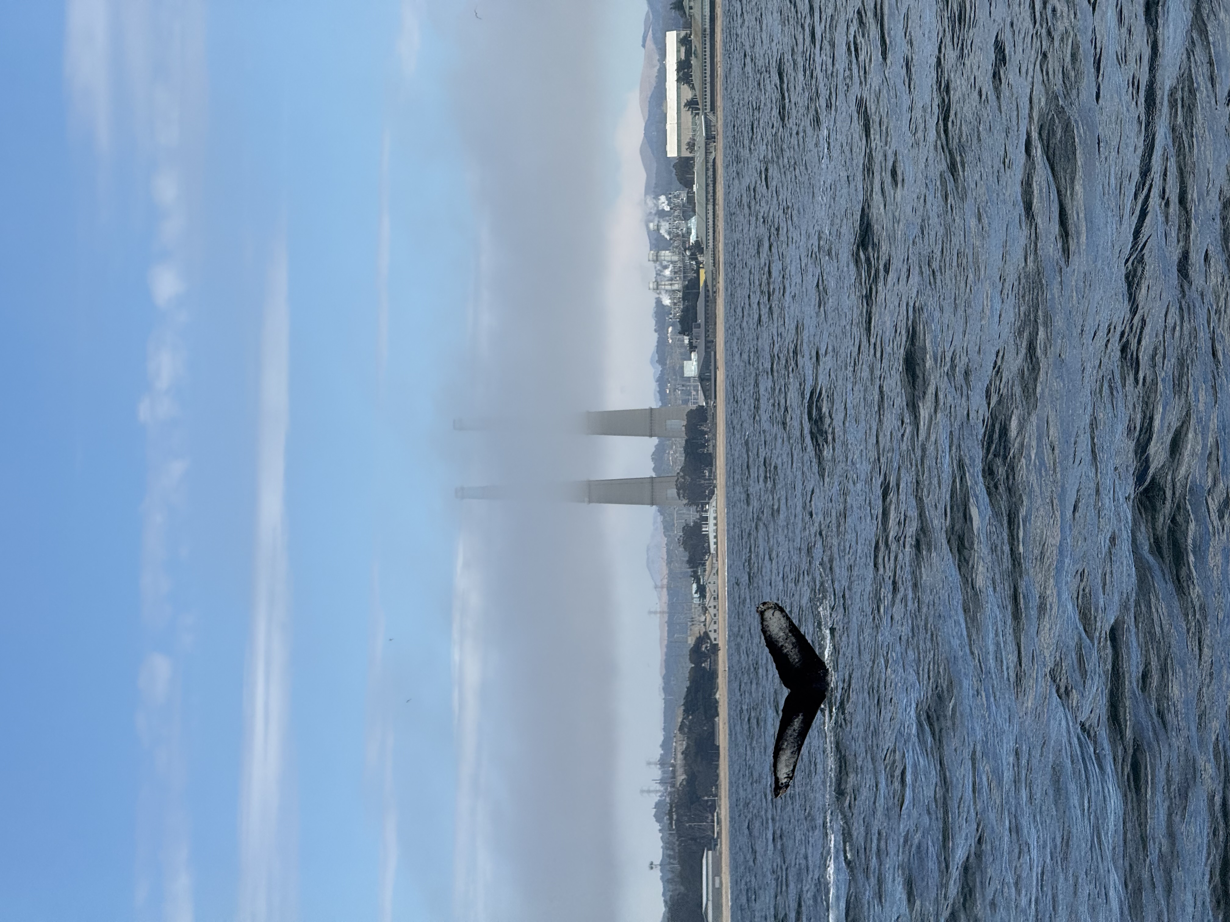 Captain's log photo