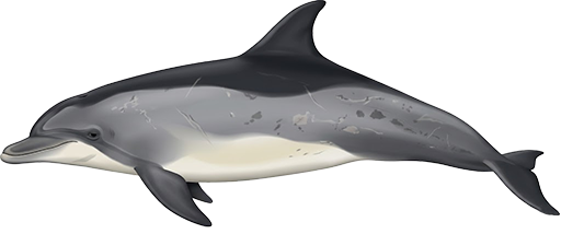 Pacific offshore bottlenose dolphin