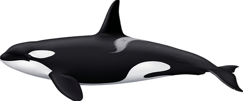 Orca / Killer Whale