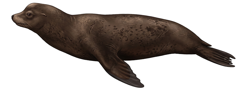 California Sea Lion
