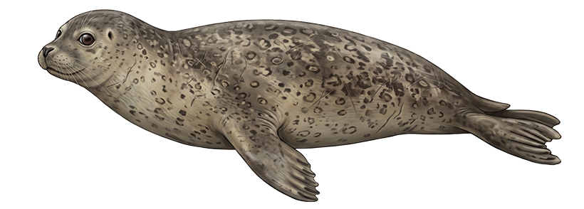 Harbor Seal