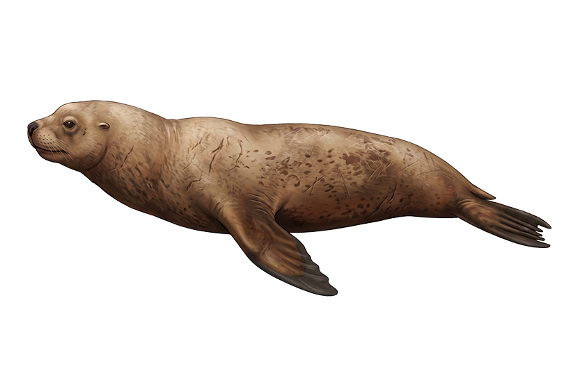 Steller Sea Lion