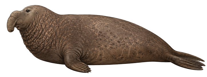 Northern Elephant Seal