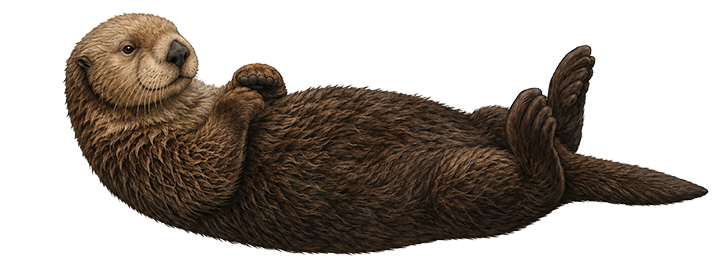 Sea Otter