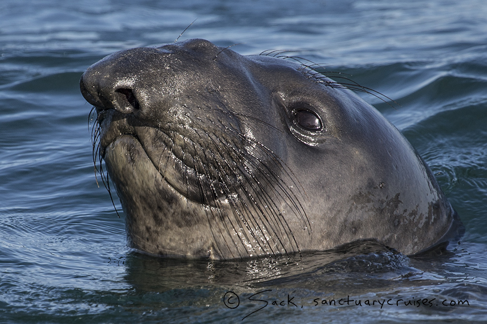 Pinnipeds & Sea Otters