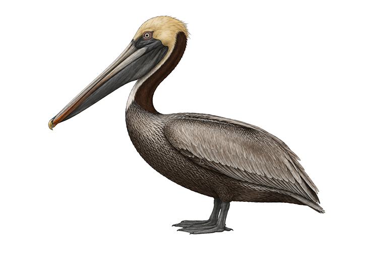 Brown Pelican