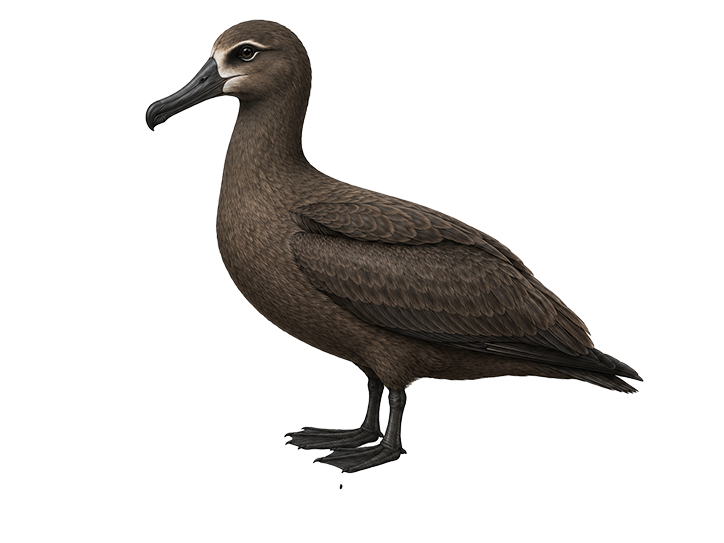 Black-Footed Albatross