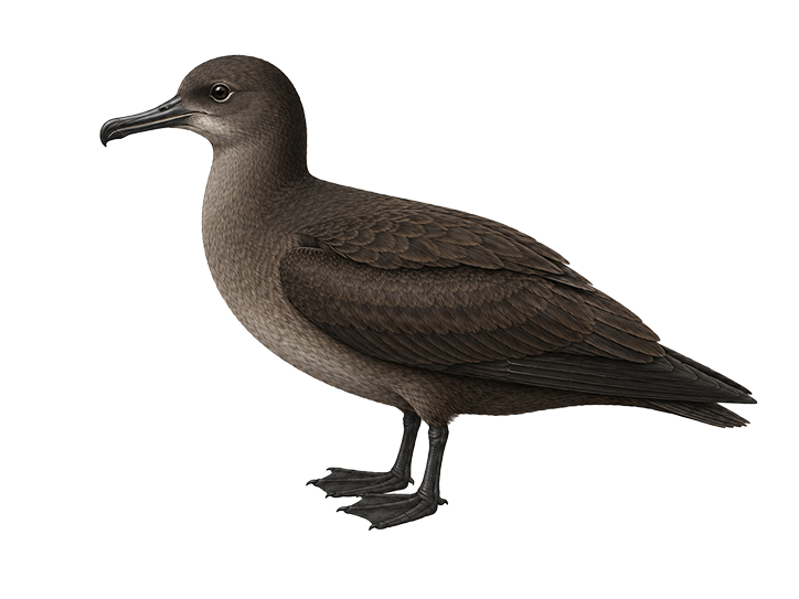 Sooty Shearwater