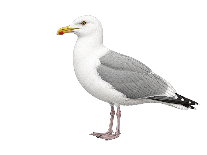 Western Gull