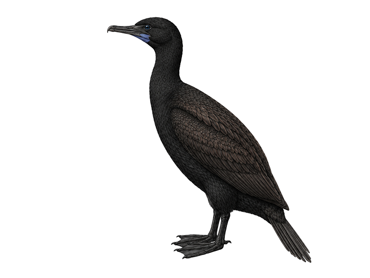 Brandt's Cormorant
