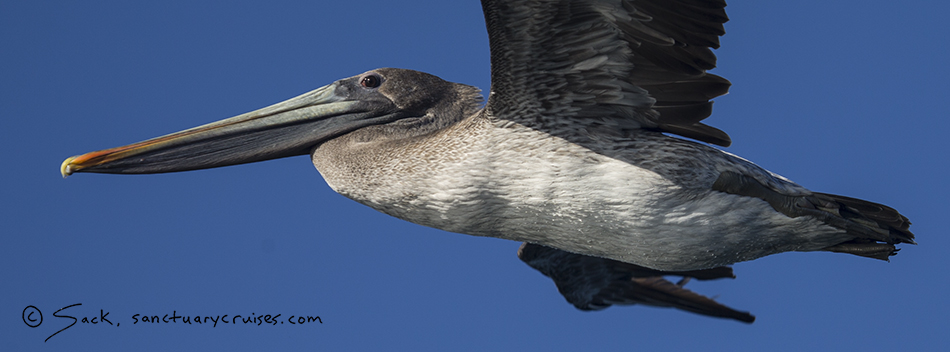 Seabirds