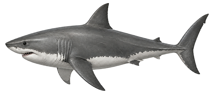 Great White Shark