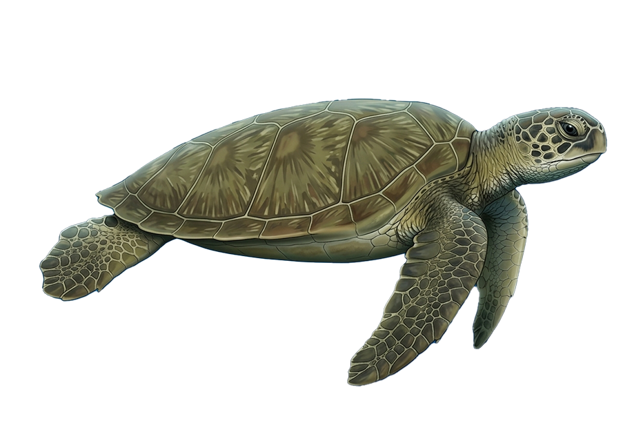 Green Sea Turtle