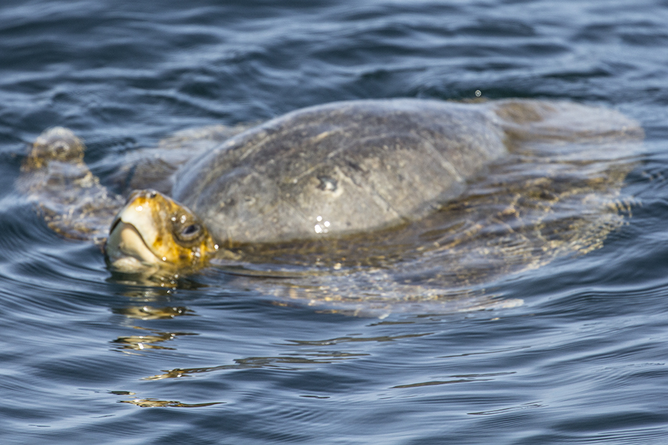 Other Marine Life