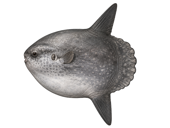 Mola Mola (Ocean Sunfish)