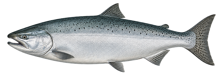 Pacific Salmon