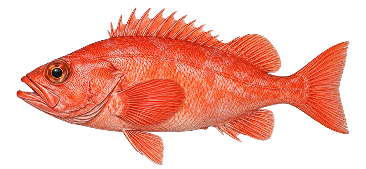 Rockfish