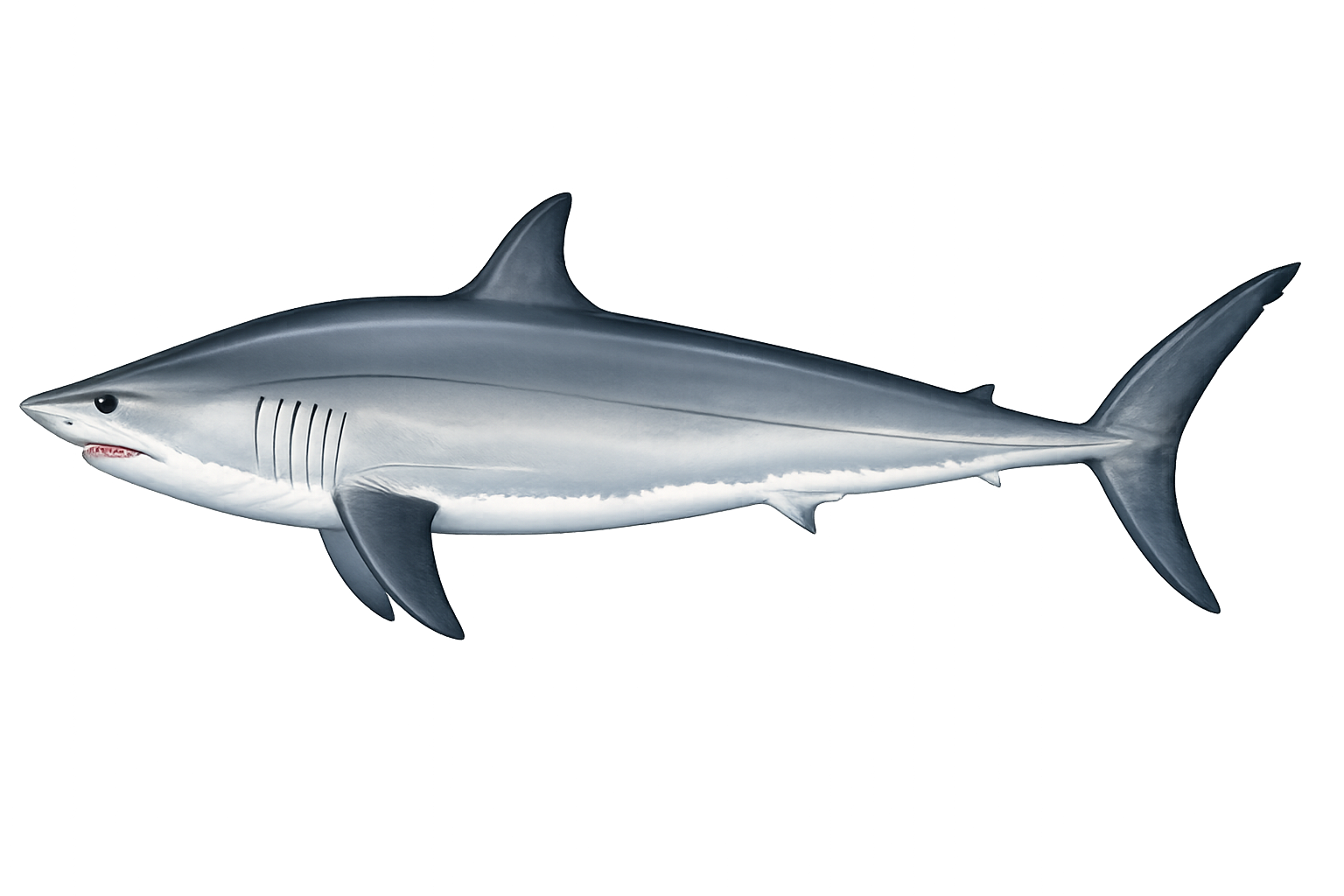 Shortfin Mako