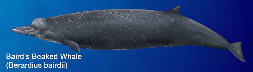 Baird's Beaked Whale