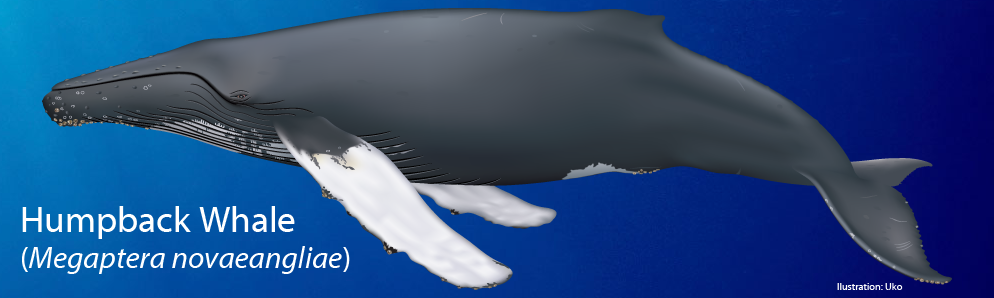 Humpback Whale