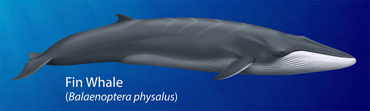 Fin Whale